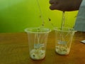 Mung Beans in Action: How Students Explore the Dynamics of Plant Development