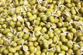 Mung Beans Sprouting Royalty Free Stock Photo