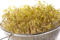 sprouts of mung beans Royalty Free Stock Photo