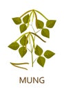 Mung plant with leaves and pods