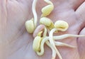 Mung sprouts in palm close up