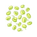 Mung sprouts. Simple sprouting seed drawing Vector