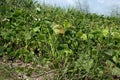 Mungbean in production field