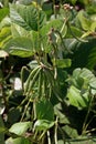 Mungbean in production field, healthy pod and plants