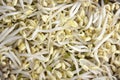 Mungbean sprouts Royalty Free Stock Photo