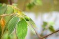 Mungtingia leaves or daun ceri with backlit from sunlight and natural soft background for copyspace