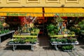 Different colorful flowers at Viktualienmarkt, Munich, Germany