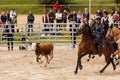 MUNICH, GERMANY - MAY 29: Working Equitation at Pferd International on May 29th, 2022 in Munich, Germany. Team cow Royalty Free Stock Photo