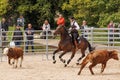 MUNICH, GERMANY - MAY 29: Working Equitation at Pferd International on May 29th, 2022 in Munich, Germany. Team cow