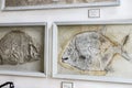 Exhibits of ancient fossils of the flora and fauna of the Munich Anthropological Museum. Royalty Free Stock Photo