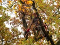 MUNICH, GERMANY - OCTOBER 21, 2017: A tree climber cutting branches of a big tree