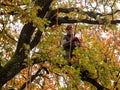 MUNICH, GERMANY - OCTOBER 21, 2017: A tree climber cutting branches of a big tree