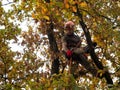 MUNICH, GERMANY - OCTOBER 21, 2017: A tree climber cutting branches of a big tree