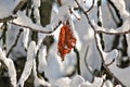 Munich Westpark Winter Snow Tree leaf Royalty Free Stock Photo