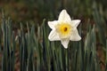 growing Narcisses flowers in spring in the park Royalty Free Stock Photo