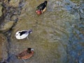 Munich Zoo. Ducks and other waterfowl