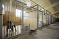 Municipal animal shelter: hangar with row of indoor aviaries, stray dogs behind bars Royalty Free Stock Photo