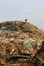 Municipal garbage dump and the thin dog in landfill. Environment Royalty Free Stock Photo