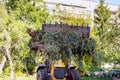 Municipal utilities clean up a pile of tree branches after a tree removal service Royalty Free Stock Photo