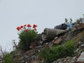 Poppies on dumpyard