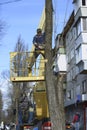 Municipal worker cutting dead standing tree with chainsaw using truck-mounted lift