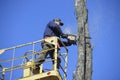 Municipal worker cutting dead standing tree with chainsaw using truck-mounted lift