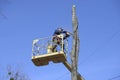 Municipal worker cutting dead standing tree with chainsaw using truck-mounted lift