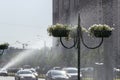 Municipal worker pours water on flower beds