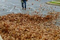 An autumn municipality worker cleans a sidewalk by putting leaves on a pile and blowing them away