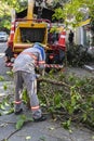 Municipality workers take the pruning of tree removal