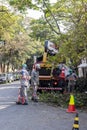 Municipality workers take the pruning of tree removal