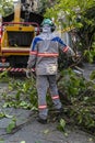 Municipality workers take the pruning of tree removal