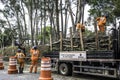 Municipality workers take the pruning of tree removal in Sao Paulo