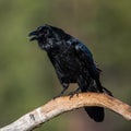 Muninn the raven on a branch