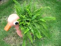 The munitum Polystichum West swordfern