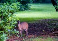 Munjac deer muntiacos reevesi in a domestic garden