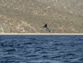 Munk\'s Devil Rays aka Mobula Rays (Mobula munkiana) in jumping out of the water in Baja California, Mexico Royalty Free Stock Photo