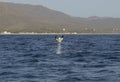 Munk's Devil Rays aka Mobula Rays (Mobula munkiana) in jumping out of the water in Baja California, Mexico Royalty Free Stock Photo