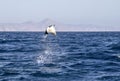 Munk\'s Devil Rays aka Mobula Rays (Mobula munkiana) in jumping out of the water in Baja California, Mexico Royalty Free Stock Photo