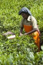 MUNNAR, INDIA - DECEMBER 16, 2015 : Woman picking tea leaves in Royalty Free Stock Photo