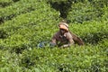 MUNNAR, INDIA - DECEMBER 16, 2015 : Woman picking tea leaves in Royalty Free Stock Photo