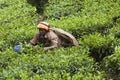 MUNNAR, INDIA - DECEMBER 16, 2015 : Woman picking tea leaves in Royalty Free Stock Photo