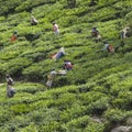 MUNNAR, INDIA - DECEMBER 16, 2015 : Woman picking tea leaves in Royalty Free Stock Photo