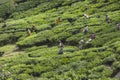 MUNNAR, INDIA - DECEMBER 16, 2015 : Woman picking tea leaves in Royalty Free Stock Photo