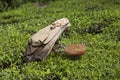 MUNNAR, INDIA - DECEMBER 16, 2015 : Woman picking tea leaves in Royalty Free Stock Photo