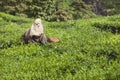 MUNNAR, INDIA - DECEMBER 16, 2015 : Woman picking tea leaves in Royalty Free Stock Photo