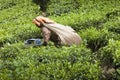 MUNNAR, INDIA - DECEMBER 16, 2015 : Woman picking tea leaves in Royalty Free Stock Photo