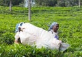 Female tea picker working in tea plantation in India