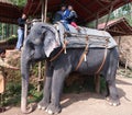 Tourists riding on an elephant in Kerala state, India Royalty Free Stock Photo