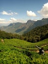 Munnar, Kerala/ India, 15 June 2019 : Beautiful landscape of Kerala, Munnar in India with tea plantation and mountain background Royalty Free Stock Photo